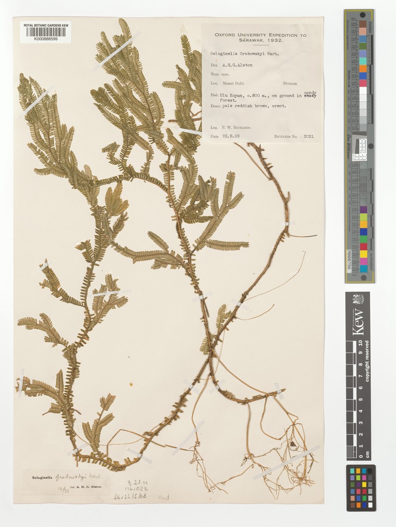 Selaginella grabowskyi