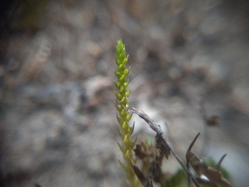 Selaginella gracillima photo 2