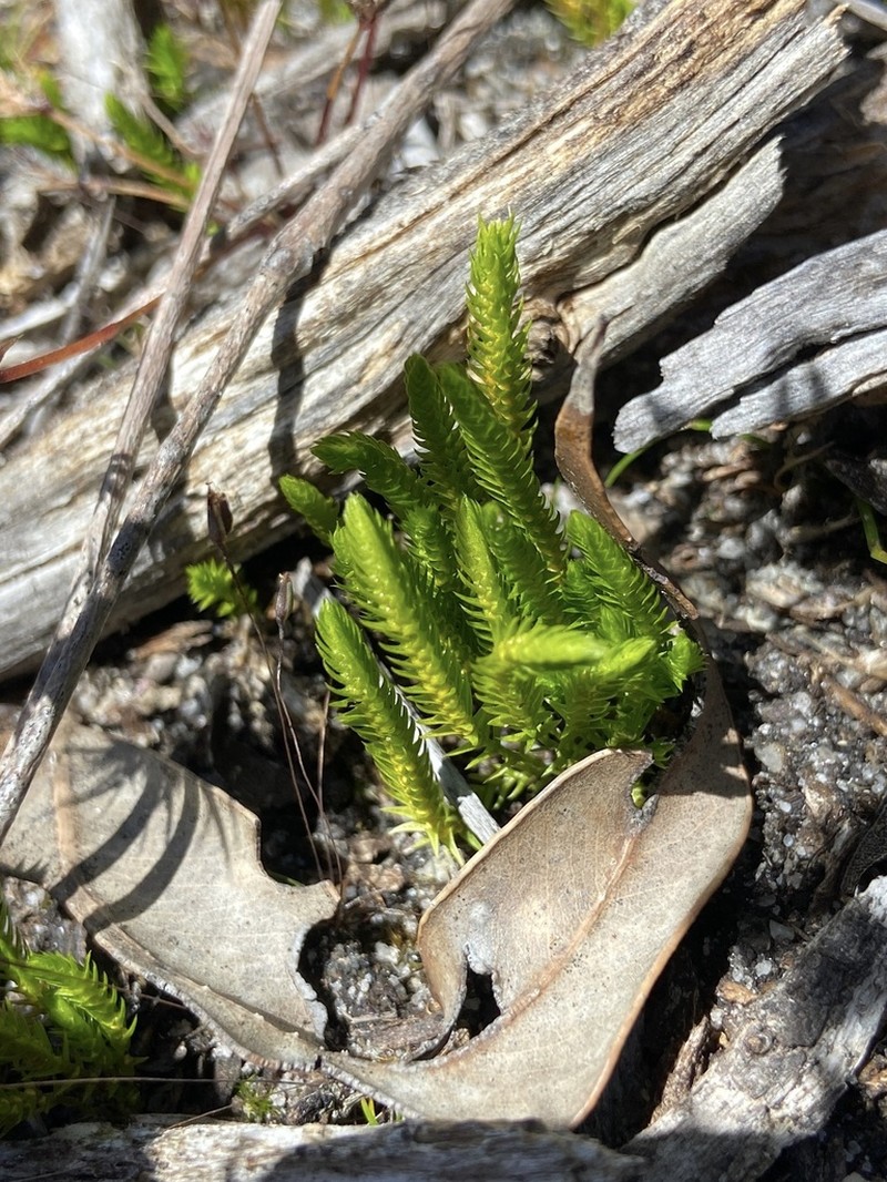 Selaginella gracillima photo 3