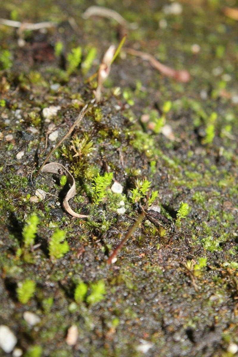 Selaginella gracillima photo 4