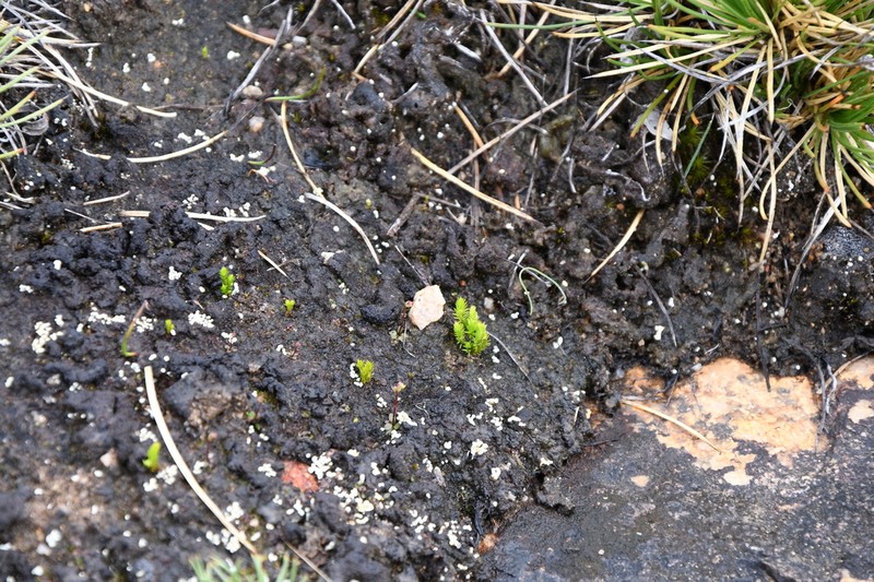 Selaginella gracillima photo 5