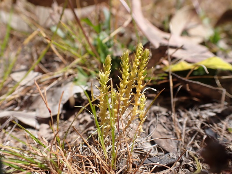 Selaginella gracillima photo 6