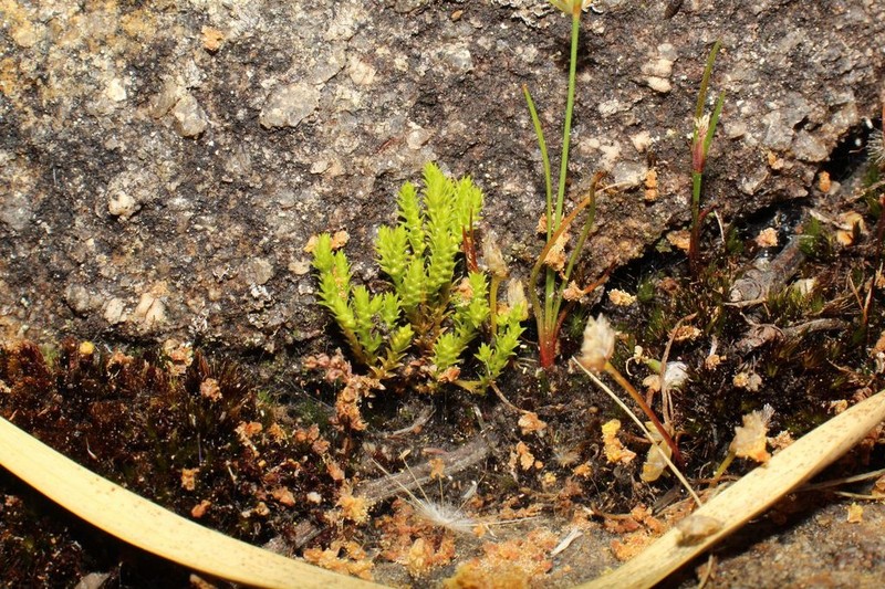 Selaginella gracillima photo 7