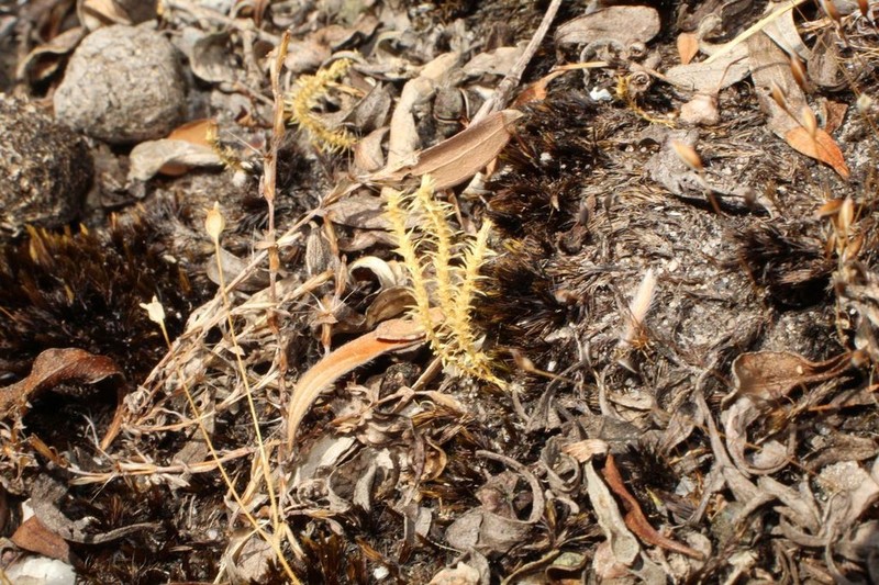 Selaginella gracillima photo 8