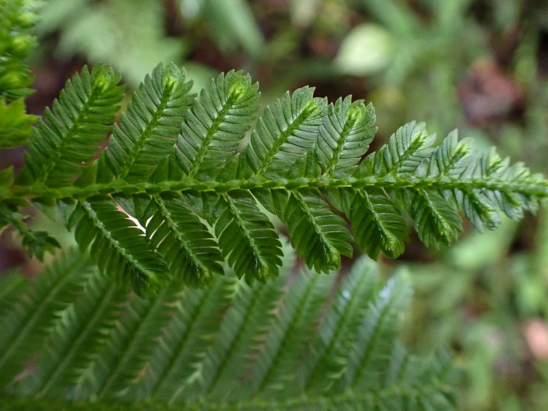 Selaginella grallipes