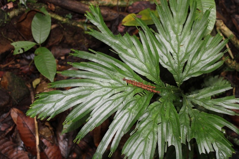 Selaginella grandis photo 2