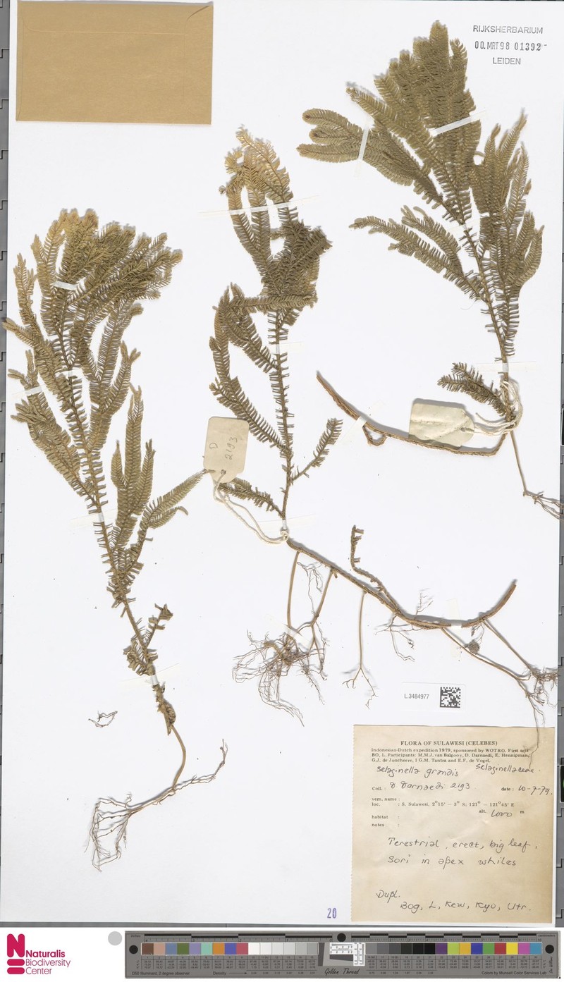 Selaginella grandis photo 3