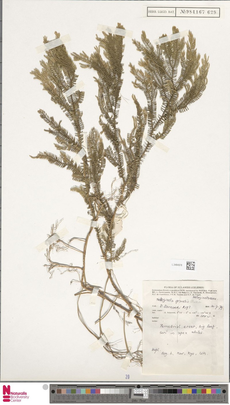 Selaginella grandis photo 4