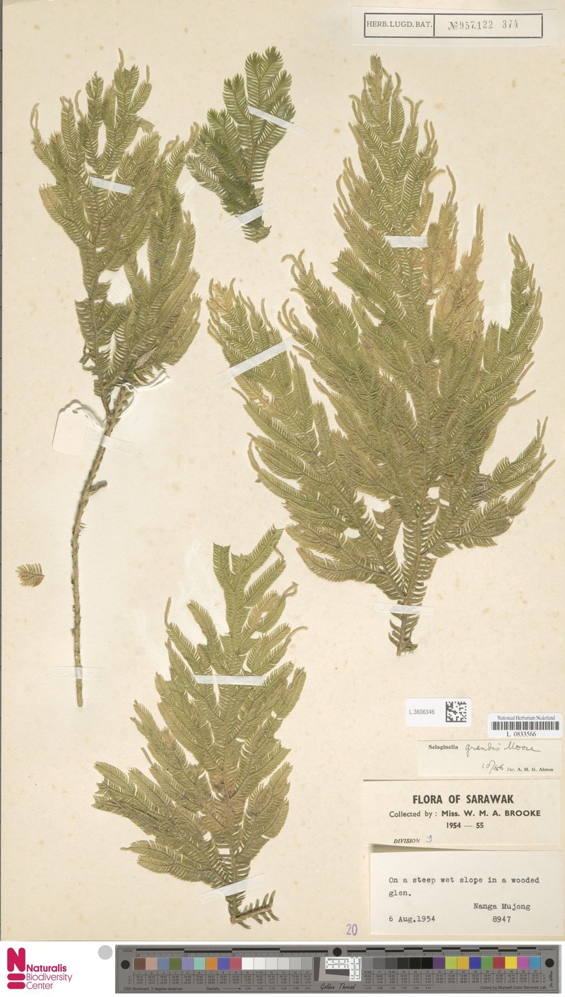 Selaginella grandis photo 5