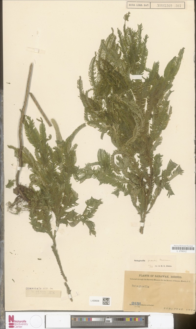 Selaginella grandis photo 6