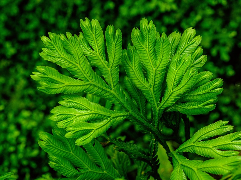 Selaginella grandis