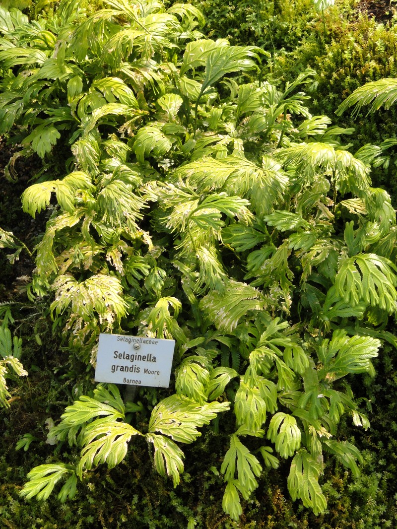 Selaginella grandis photo 7