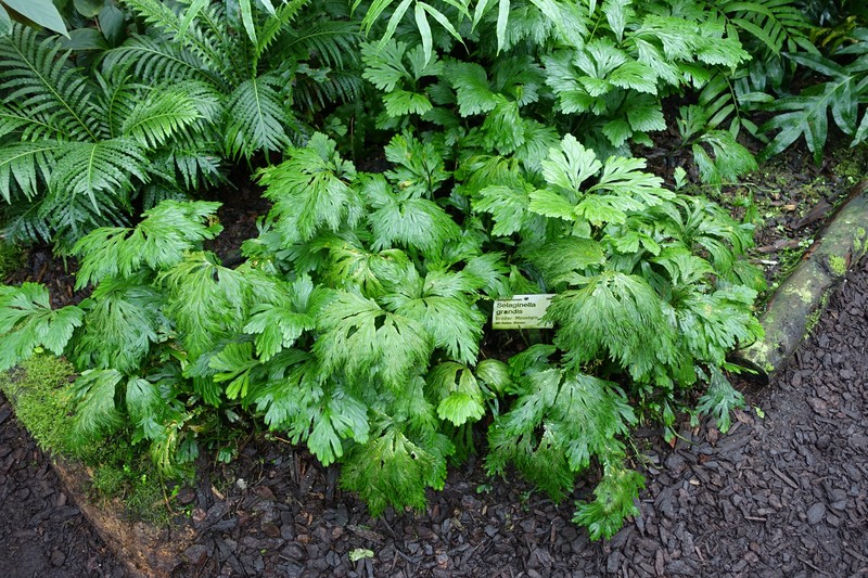 Selaginella grandis photo 8