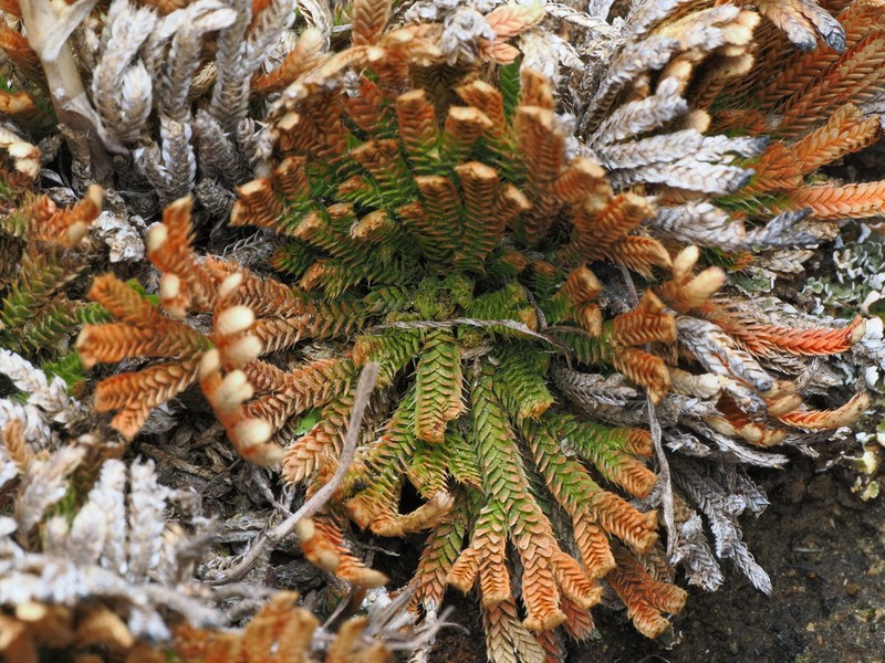Selaginella graniticola