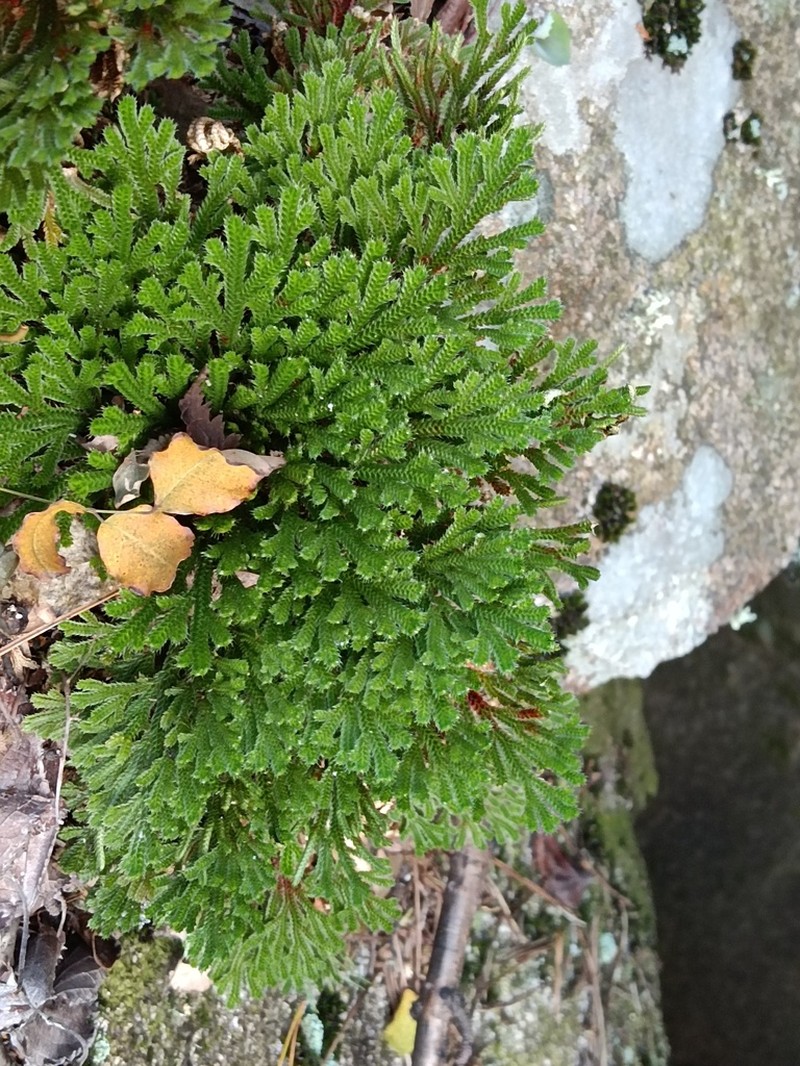 Selaginella graniticola photo 2