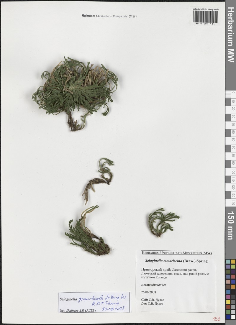 Selaginella graniticola photo 3