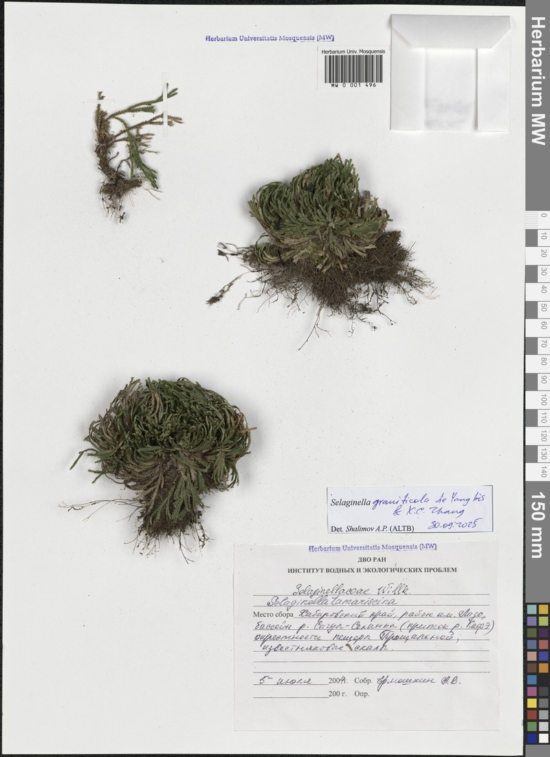 Selaginella graniticola photo 4