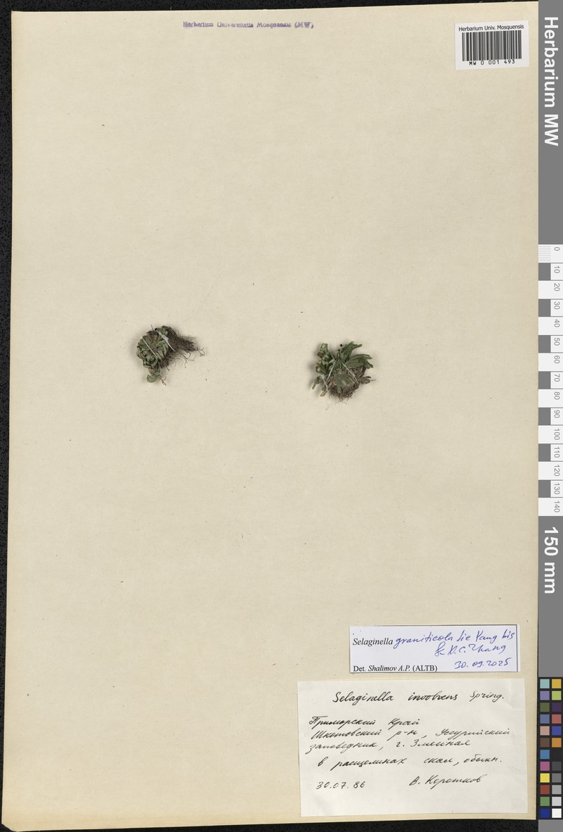 Selaginella graniticola photo 5