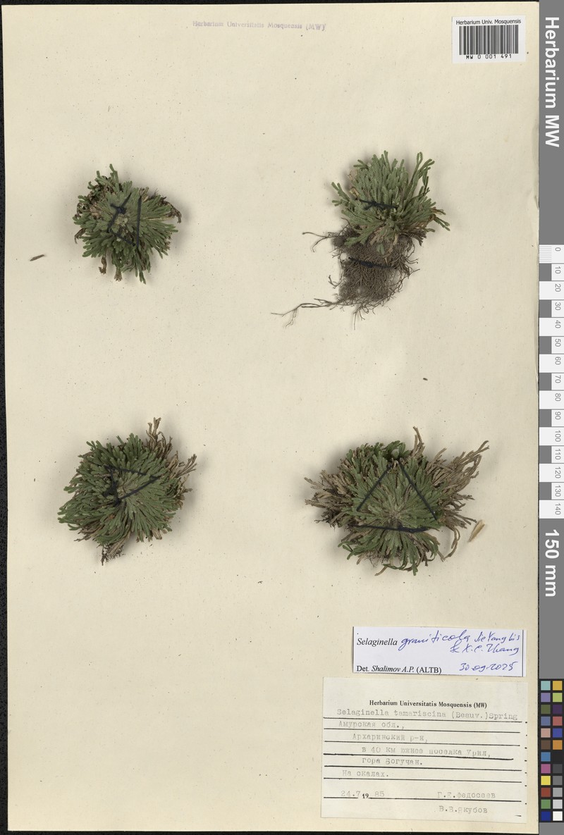 Selaginella graniticola photo 6
