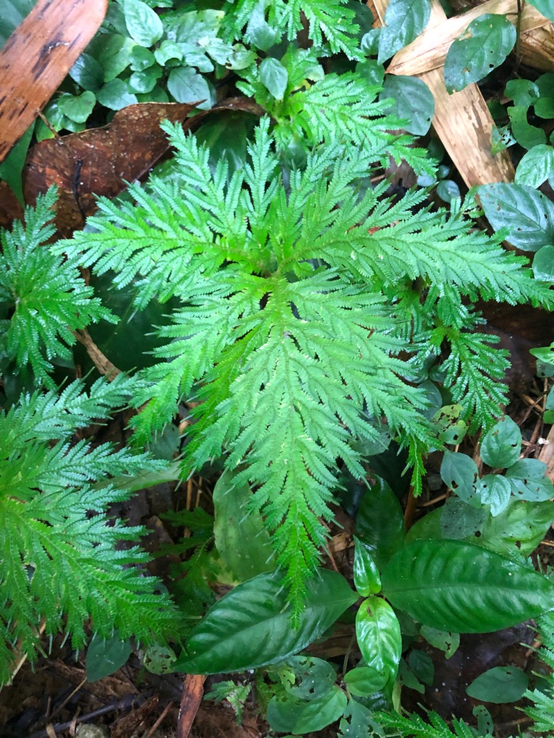 Selaginella griffithii