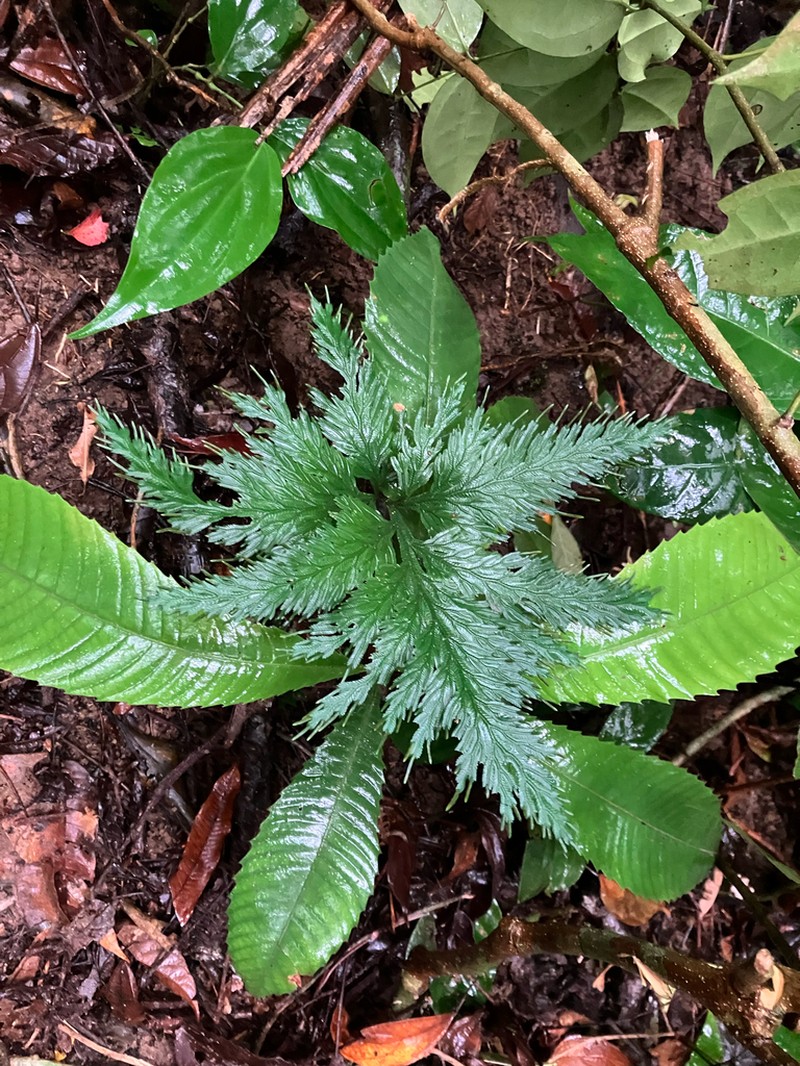 Selaginella griffithii photo 2