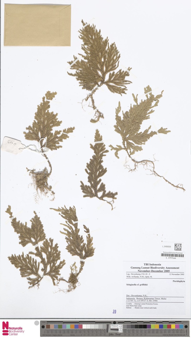 Selaginella griffithii photo 4