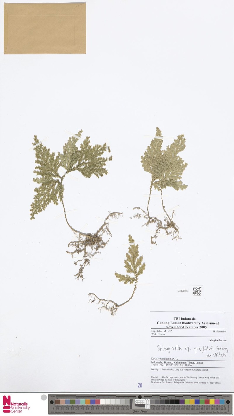 Selaginella griffithii photo 5