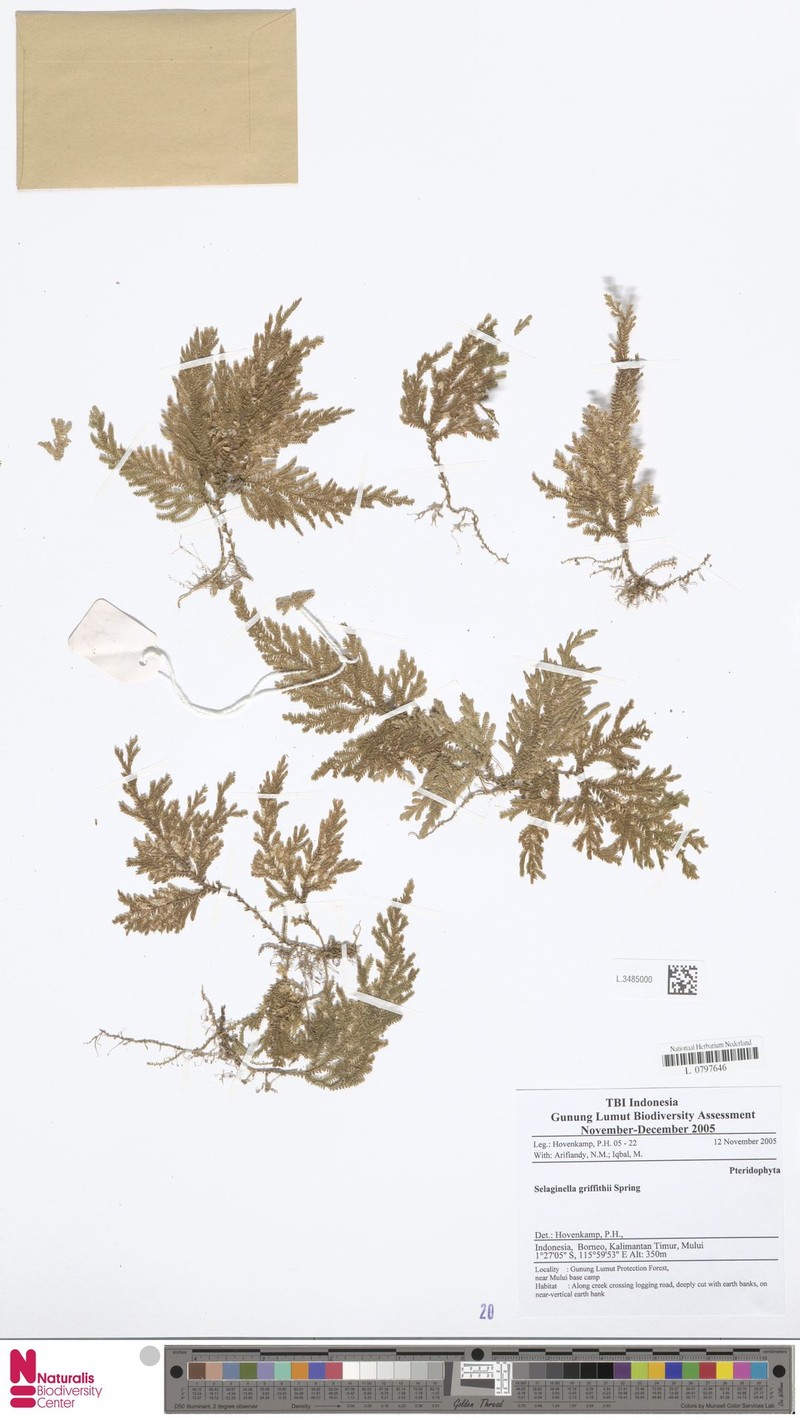Selaginella griffithii photo 6