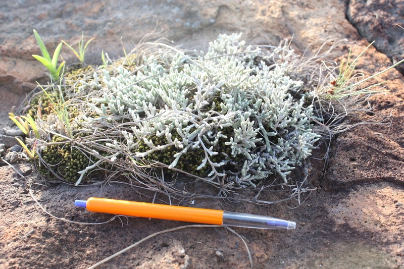 Selaginella grisea