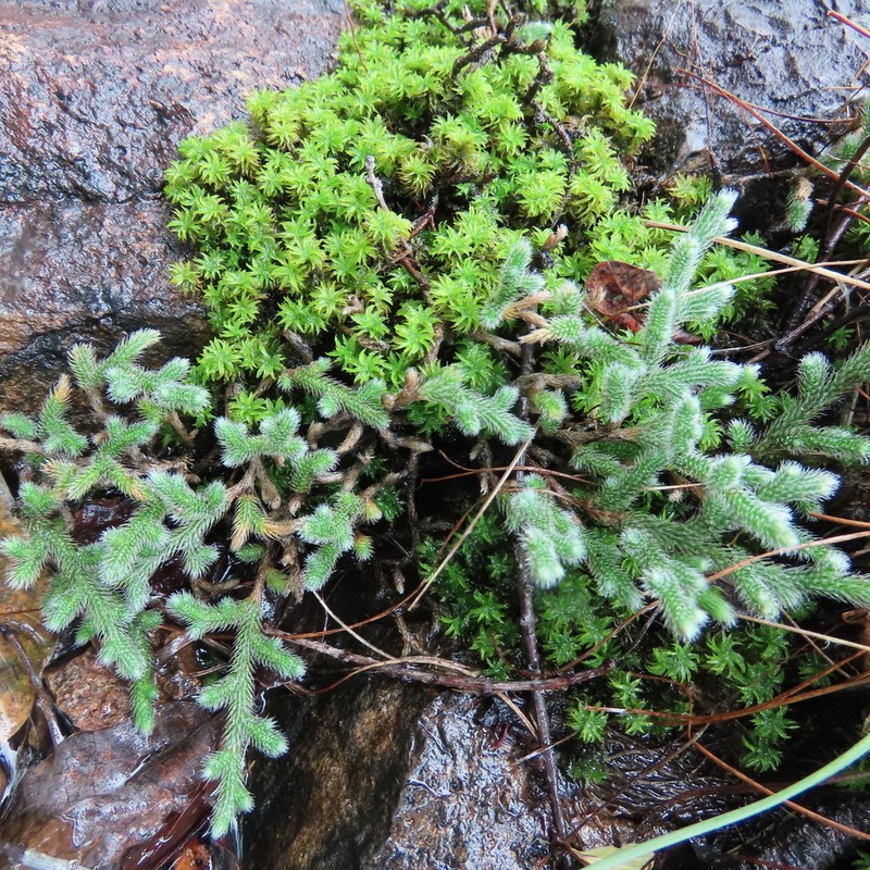 Selaginella grisea photo 2