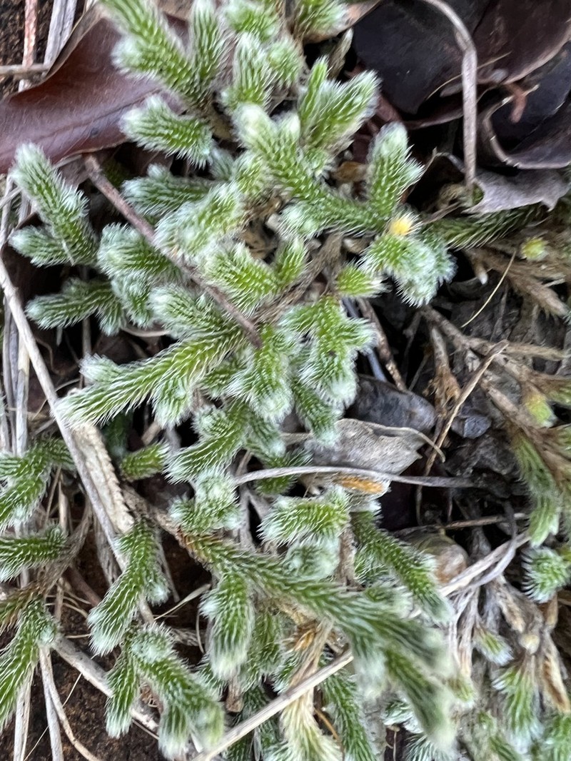 Selaginella grisea photo 3