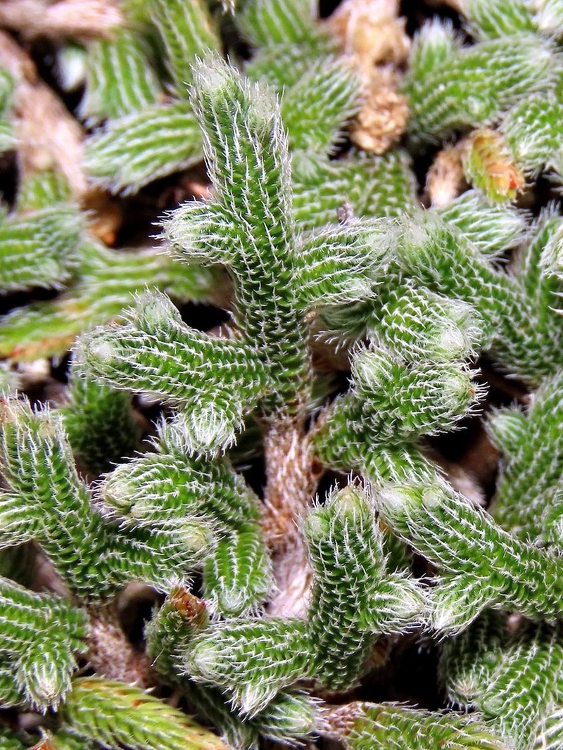 Selaginella grisea photo 4