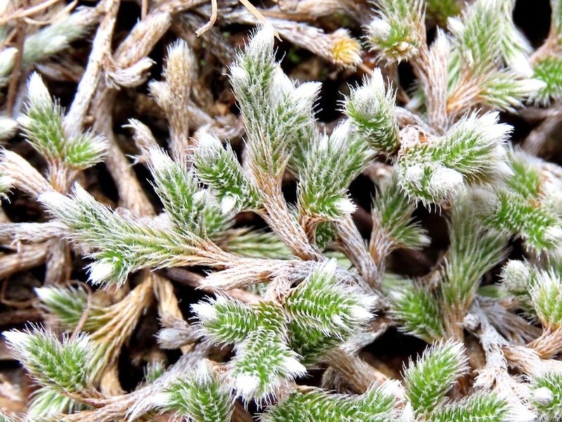 Selaginella grisea photo 5