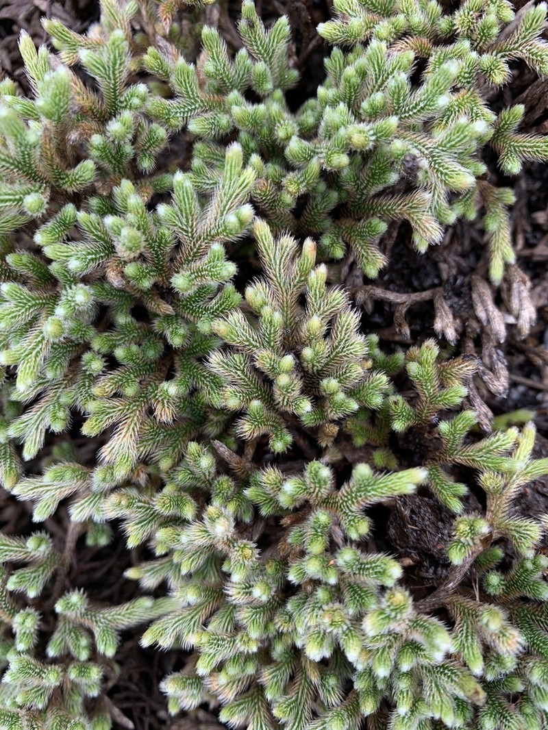 Selaginella grisea photo 6