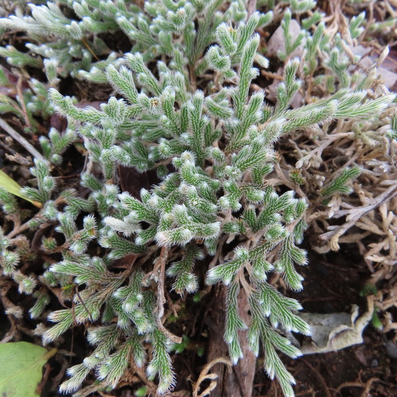 Selaginella grisea photo 7