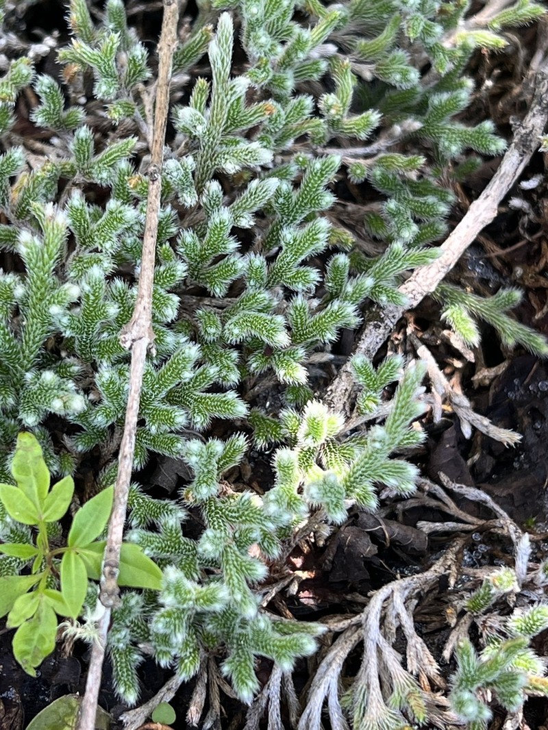 Selaginella grisea photo 8