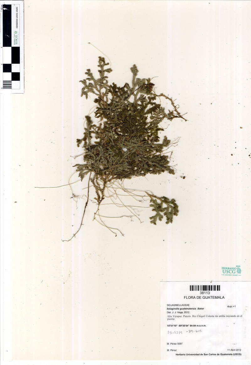 Selaginella guatemalensis