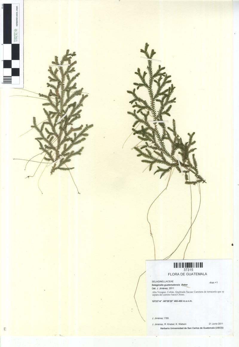 Selaginella guatemalensis photo 2