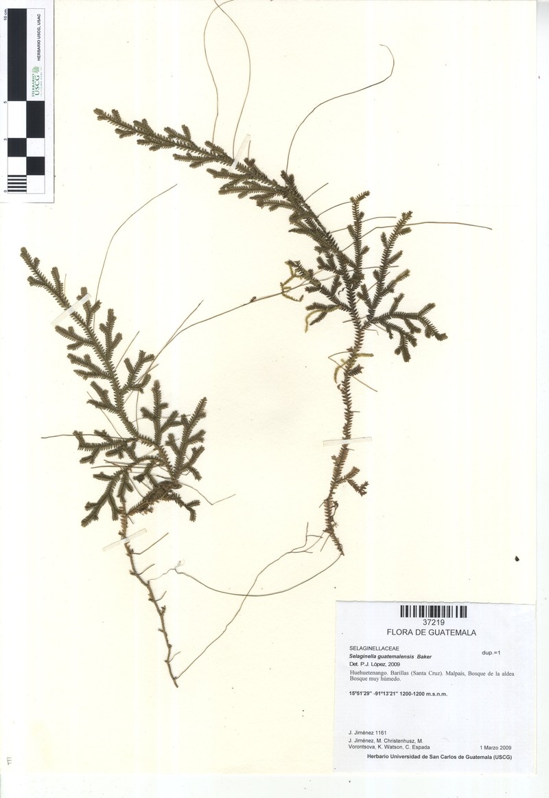 Selaginella guatemalensis photo 3