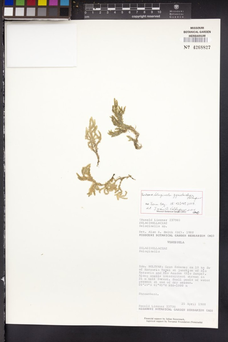 Selaginella gynostachya