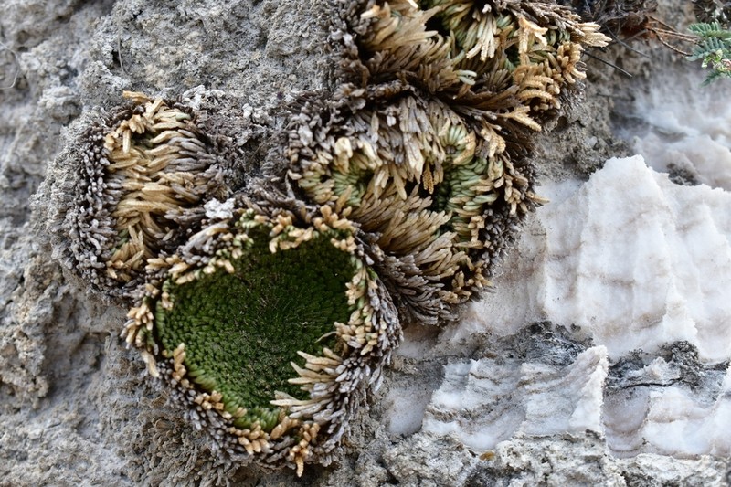 Selaginella gypsophila