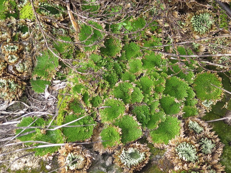 Selaginella gypsophila photo 2
