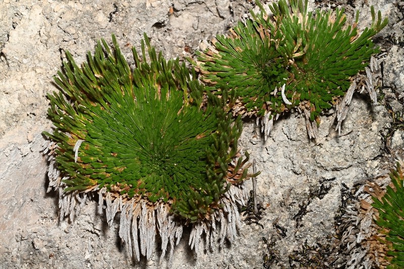 Selaginella gypsophila photo 3