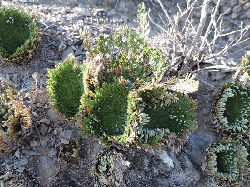 Selaginella gypsophila photo 4