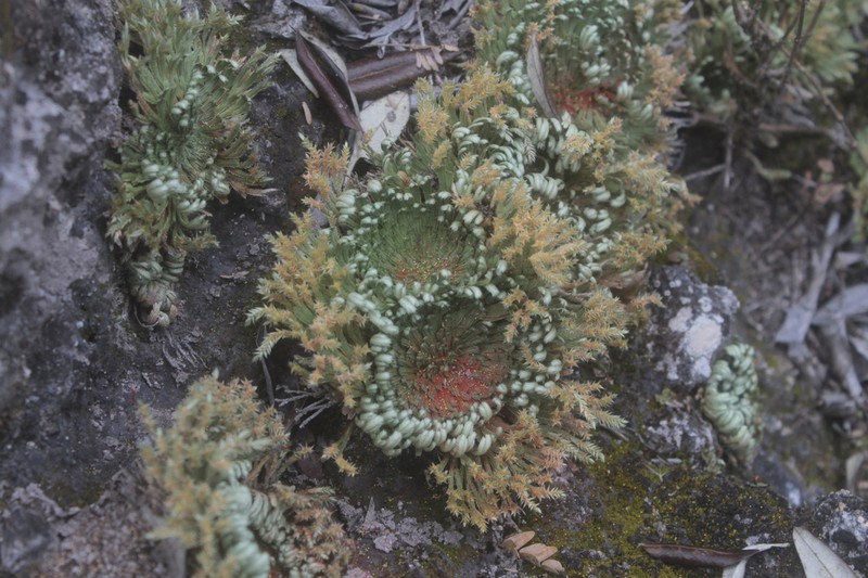 Selaginella gypsophila photo 6