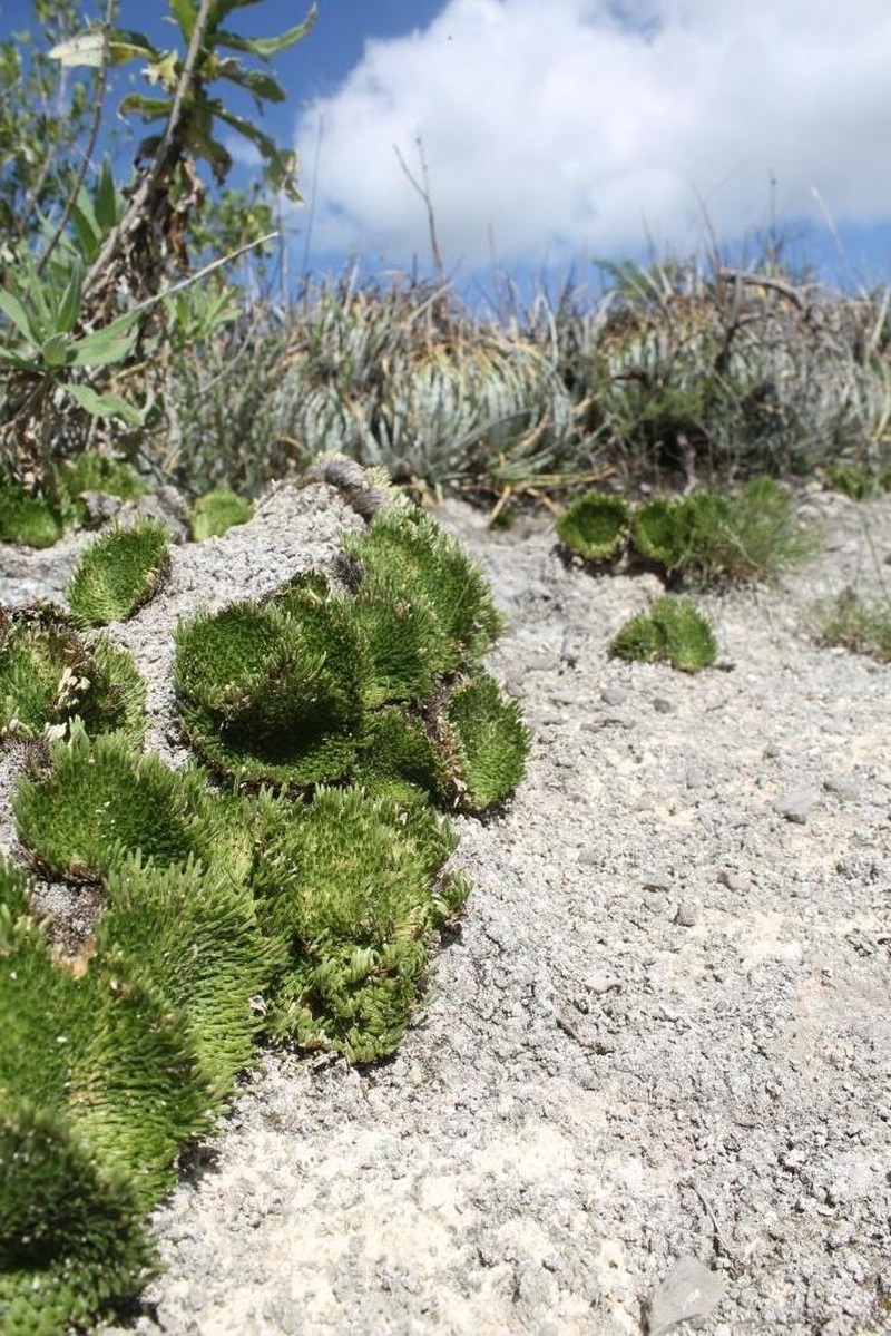 Selaginella gypsophila photo 7