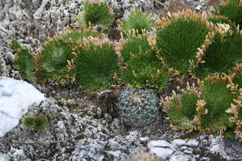 Selaginella gypsophila photo 8