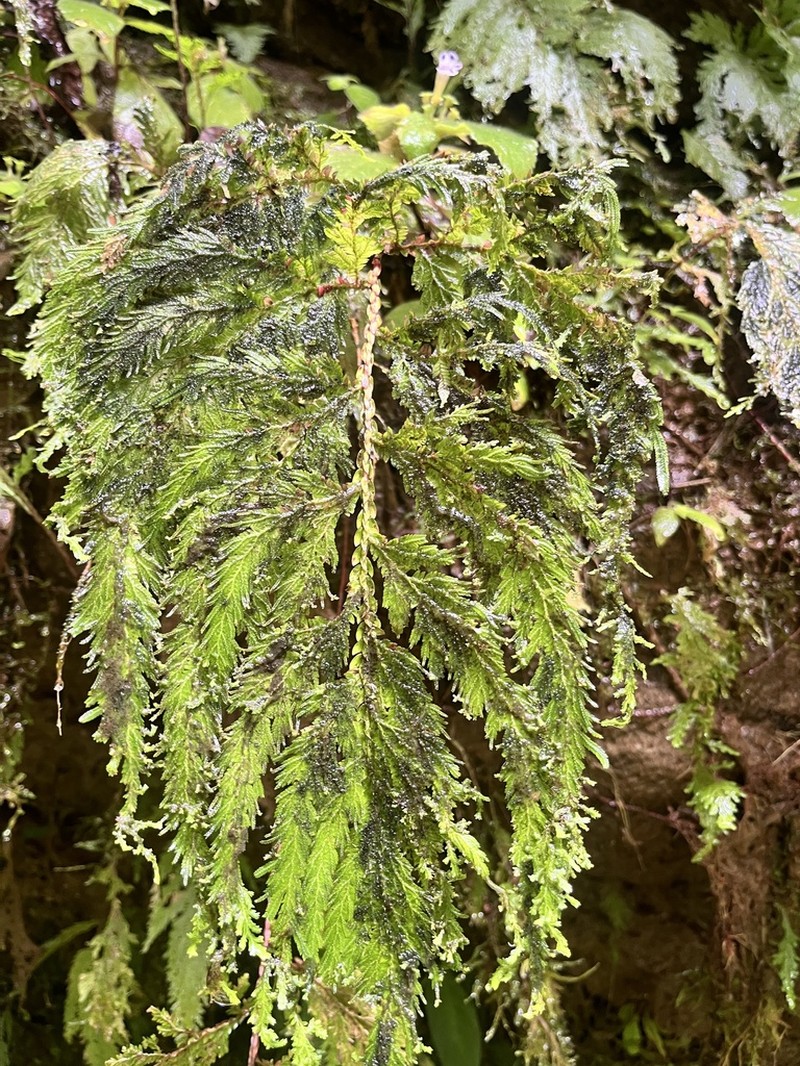 Selaginella haematodes