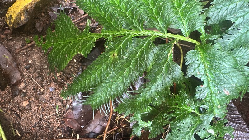 Selaginella haematodes photo 2