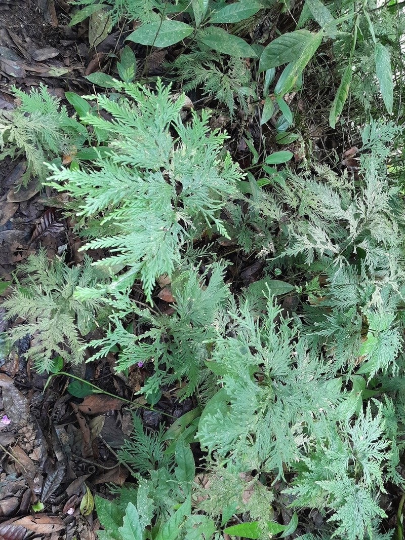 Selaginella haematodes photo 3